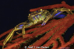 
Cape Rock Crab by Peet J Van Eeden 